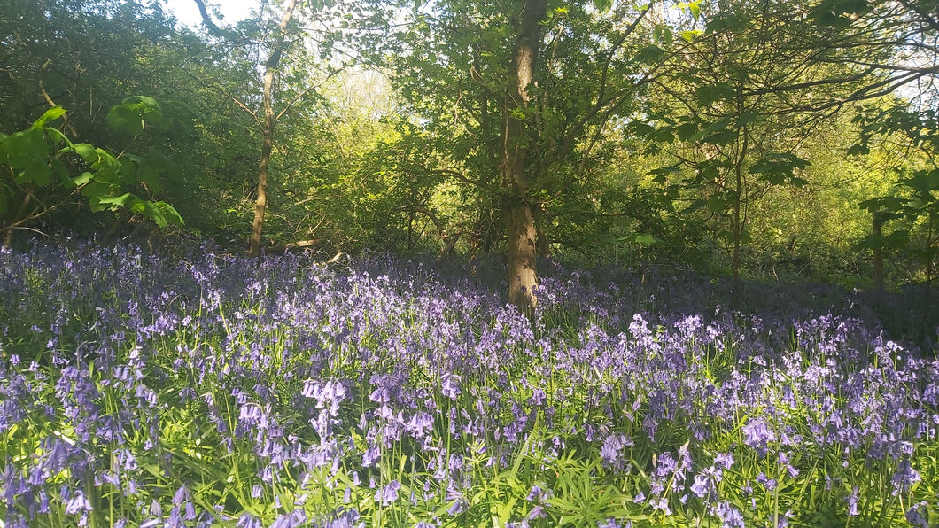 Forest Qi Gong Croydon 11am Saturday 7th May 2022 Parkhill Park, Croydon
